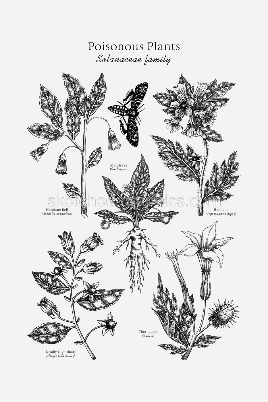 Poisonous plants poster design template. Botanical print. Witch herbs sketches collection. Vintage wall art. Science hand drawn vector illustration. NOT AI generated Illustration